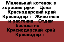 Маленький котёнок в хорошие руки › Цена ­ 10 - Краснодарский край, Краснодар г. Животные и растения » Отдам бесплатно   . Краснодарский край,Краснодар г.